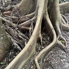 cogumelo thumbnail