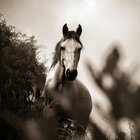 Shadowfax thumbnail