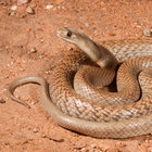 kaos_snakey thumbnail
