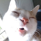 Joylessmonkey thumbnail