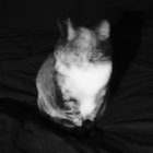 pawlecat thumbnail