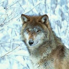 Le Vieux Loup thumbnail