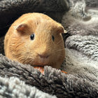 hannahelisas thumbnail