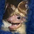 manigordis thumbnail