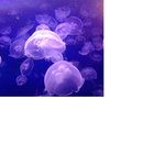 lkalloi thumbnail