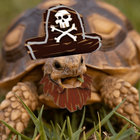 mrtrashypirate thumbnail