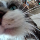 graciestuart thumbnail