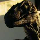 raptorpye thumbnail