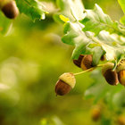 oakleaflitter thumbnail