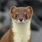 notanotter thumbnail