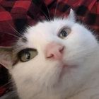 Louie thumbnail