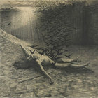 brownrecluse thumbnail