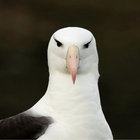 bigbossalbatross thumbnail