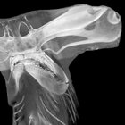 sphyrnidae thumbnail
