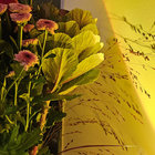 zohrehjoon thumbnail