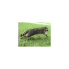 Speedy Raccoon thumbnail