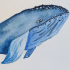 shell248 thumbnail