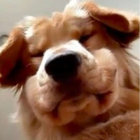 dacringefur thumbnail