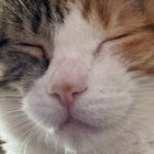 chillwavekittens thumbnail