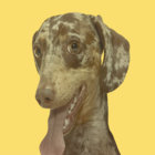 owenveloz thumbnail