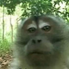 jkszpak thumbnail