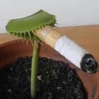 partialnarwhal thumbnail