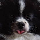 Per Thomsen thumbnail