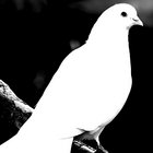 poemofdawn thumbnail