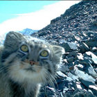 Bogus Chimberland thumbnail