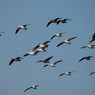snowgoose2001 thumbnail