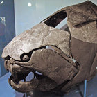 kingdunkleosteus thumbnail