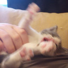 fortums thumbnail