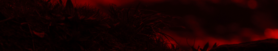 These Dark Woods — Photo · other
