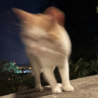 oewsz thumbnail