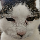 igor thumbnail