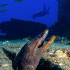 electrickeel thumbnail