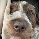 finlay thumbnail