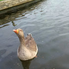 Grebe Content thumbnail