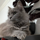 greylions thumbnail