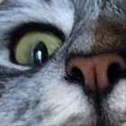 snorzel thumbnail