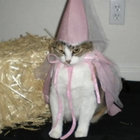 meowchi thumbnail