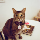 cats thumbnail