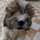 aangeri thumbnail