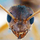 Tawny Crazy Ant thumbnail