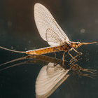 mayfly_sonata thumbnail