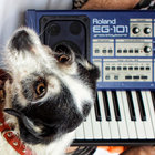 PuppyPsy thumbnail