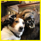 Broken Holmes thumbnail