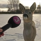 onsidefox thumbnail
