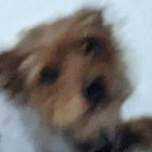 Scrungus thumbnail