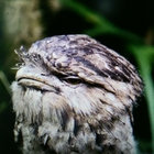 tout_petit_moineau thumbnail